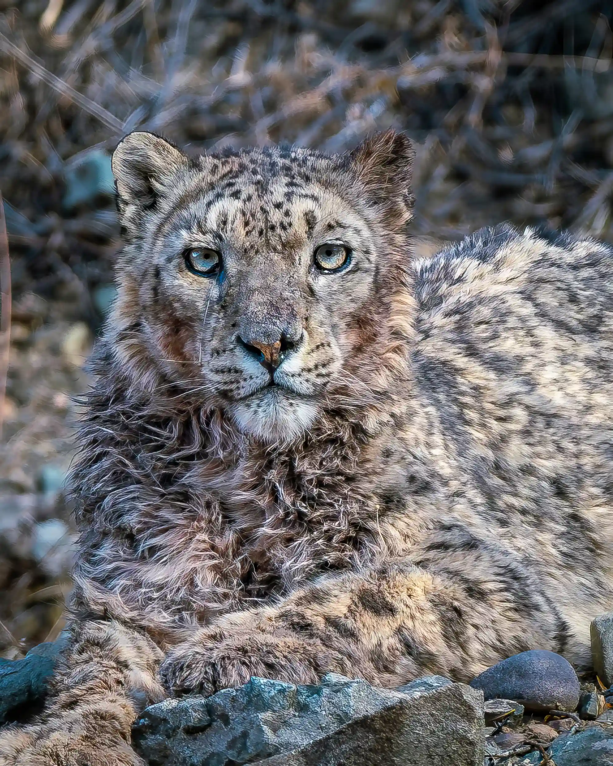 Snow Leopard Expedition Ladakh