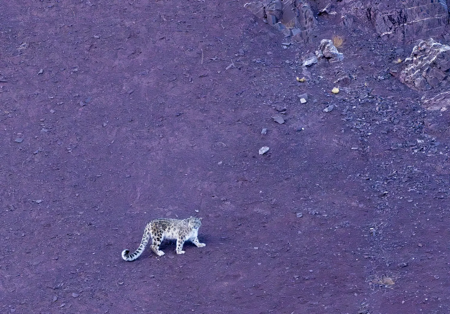 Elite expedition wildlife packages