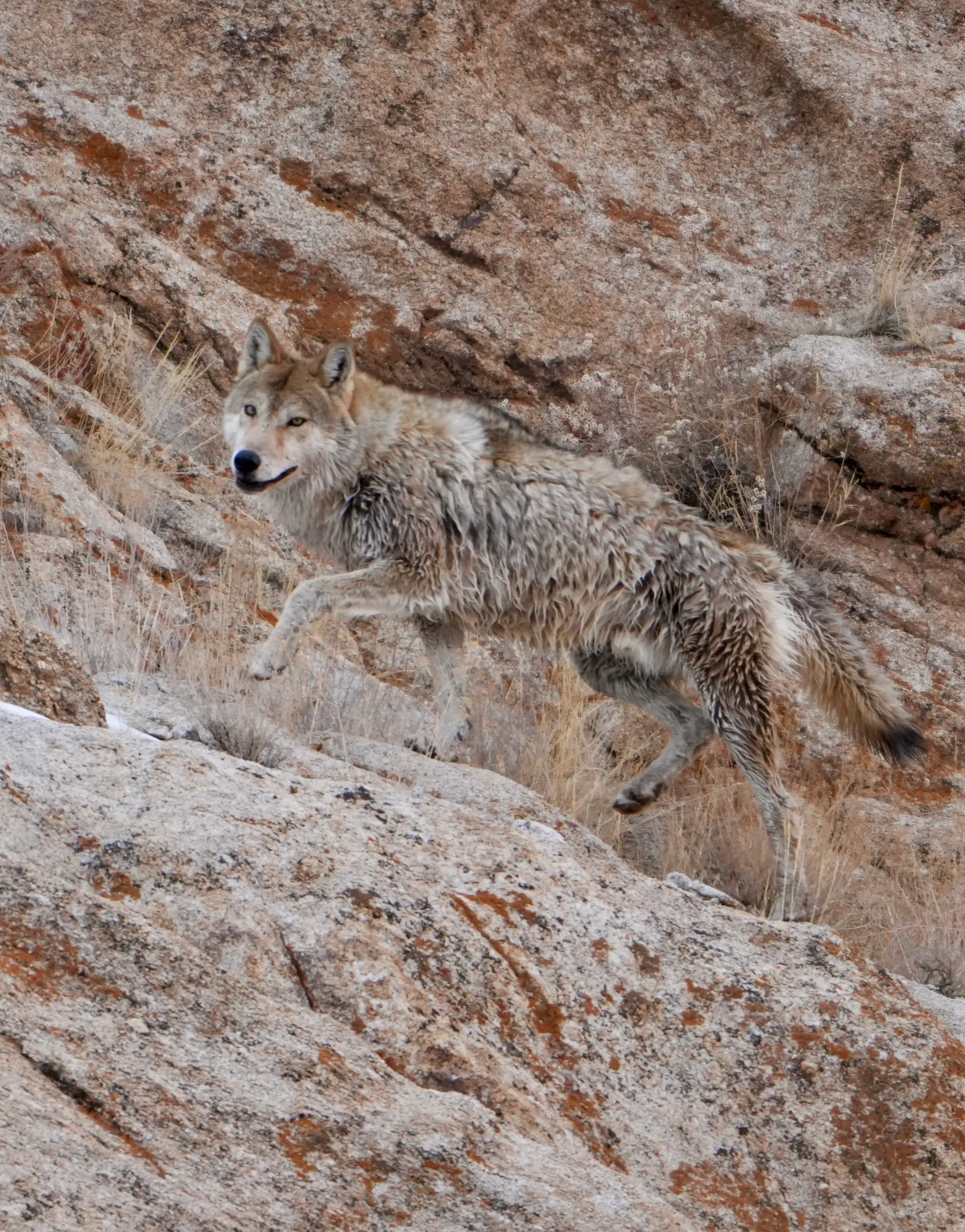 Elite expedition wildlife packages