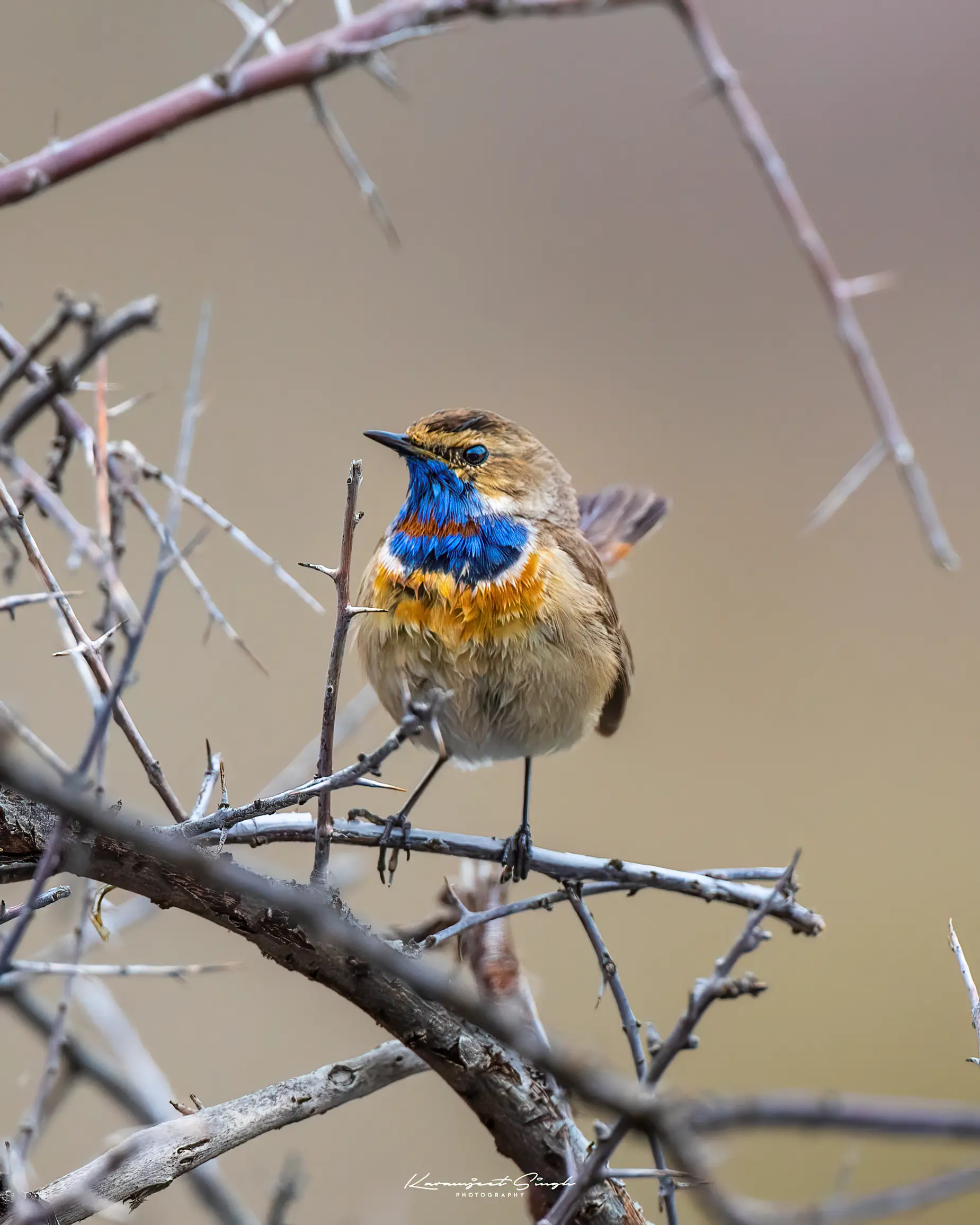 Elite expedition wildlife packages