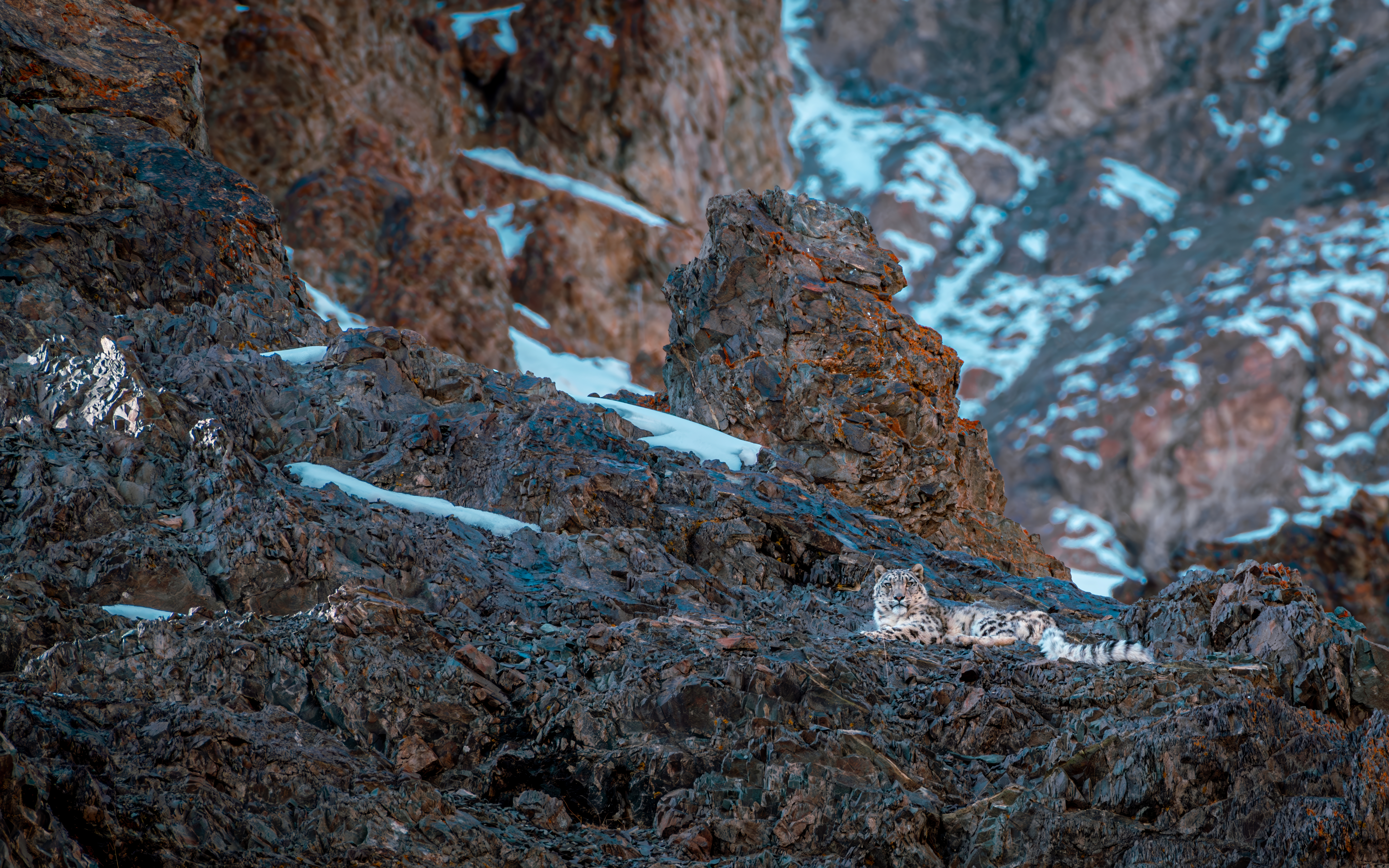 Snow leopard in Hemis National Park, Ladakh