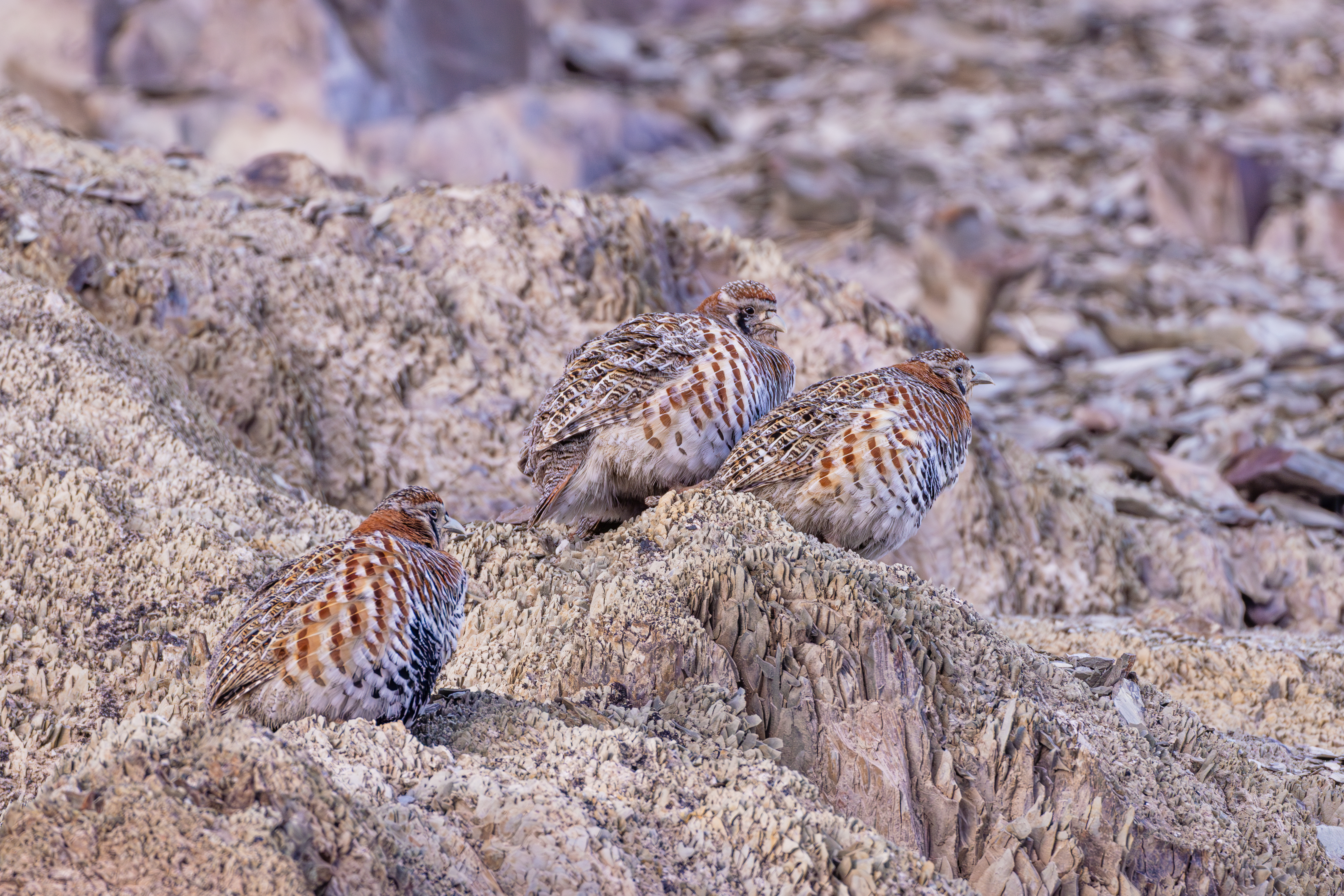 High altitude Himalayan bird in Ladakh captured during wildlife photography expedition