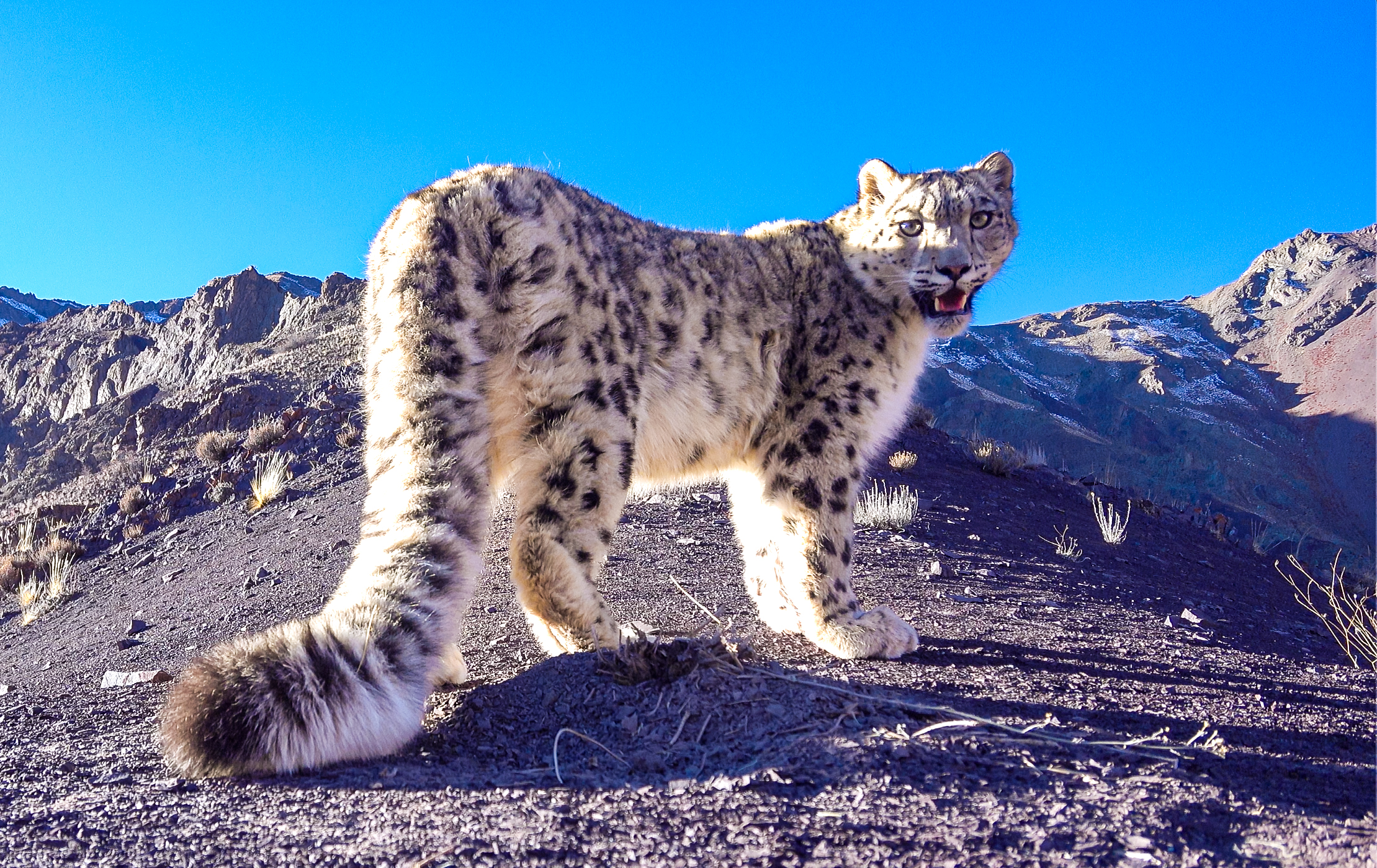 Snow leopard in Ladakh mountains during wildlife tracking expedition